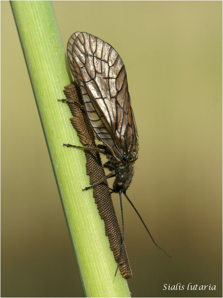 Eiablage der Schlammfliege   - Altes Bild, endlich wieder sichtbar -