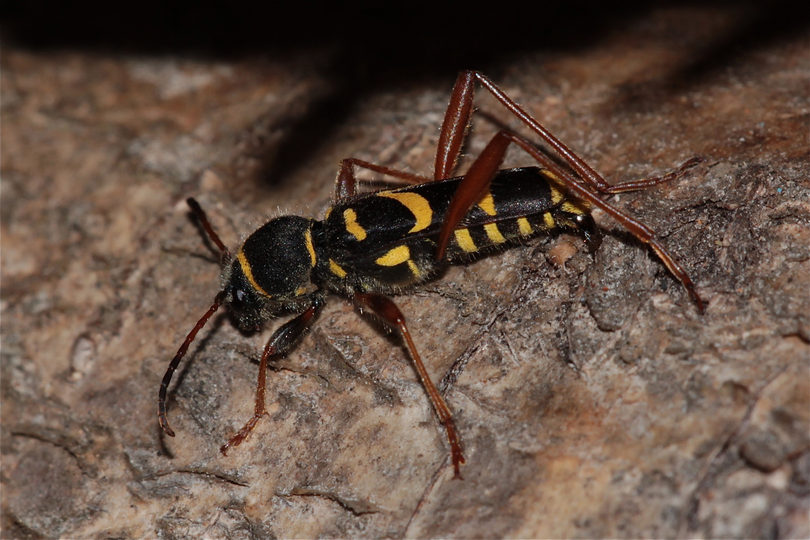 Eiablage des Gemeinen Widderbocks (Clytus arietis) in Stapelholz