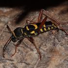 Eiablage des Gemeinen Widderbocks (Clytus arietis) in Stapelholz