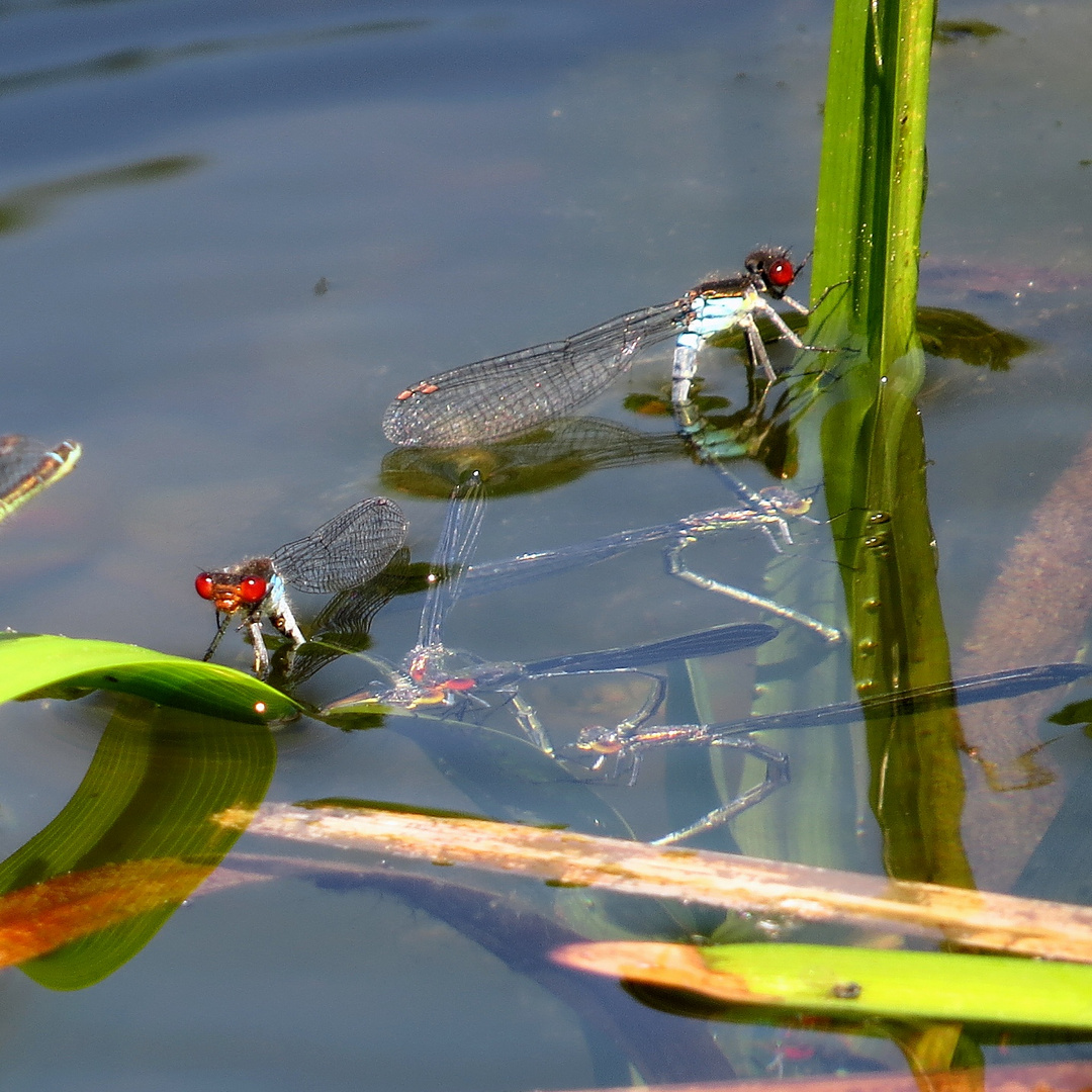 Eiablage des Großen Granatauges (Erythromma najas) (1)