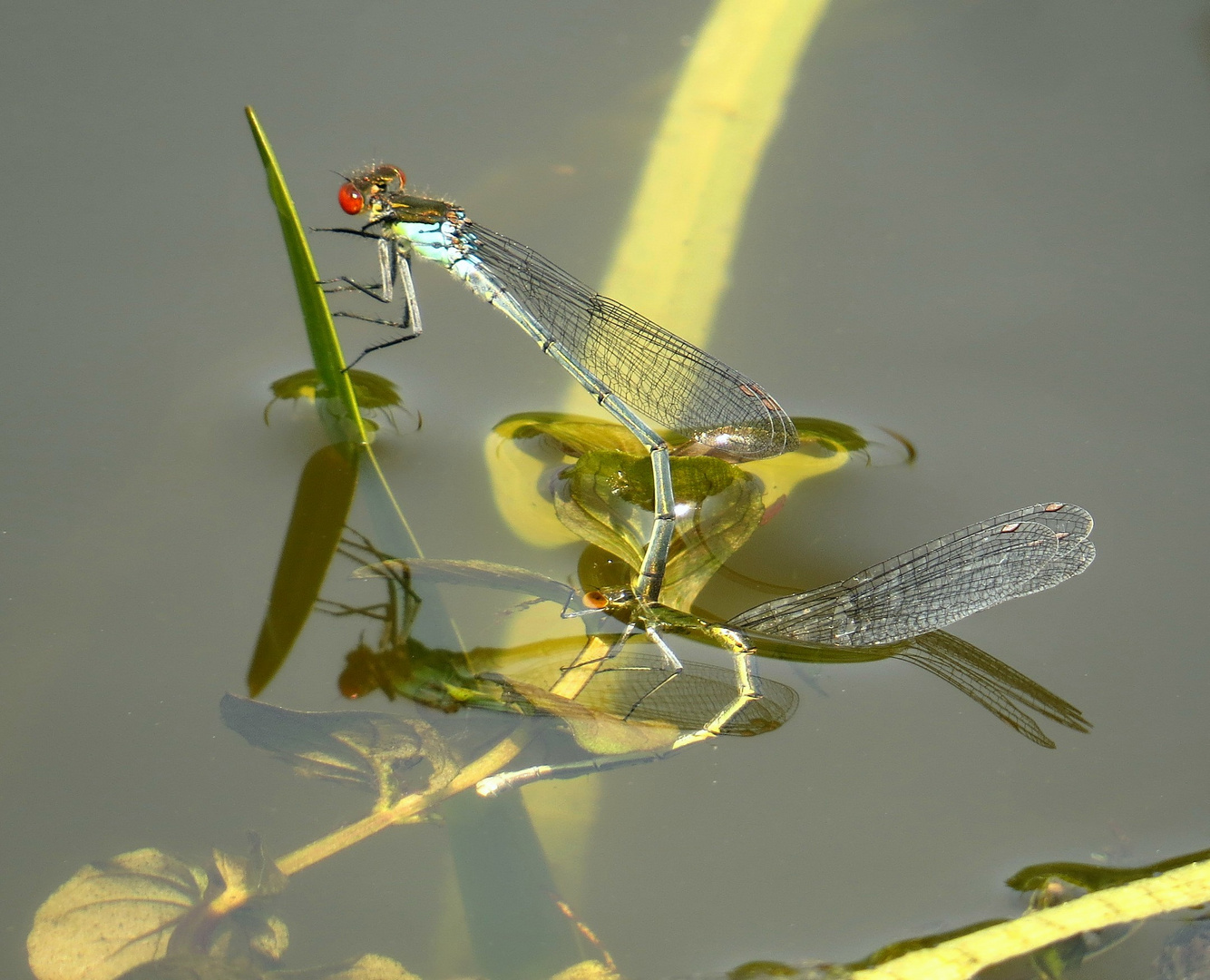 Eiablage des Großen Granatauges (Erythromma najas)