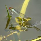 Eiablage des Großen Granatauges (Erythromma najas)