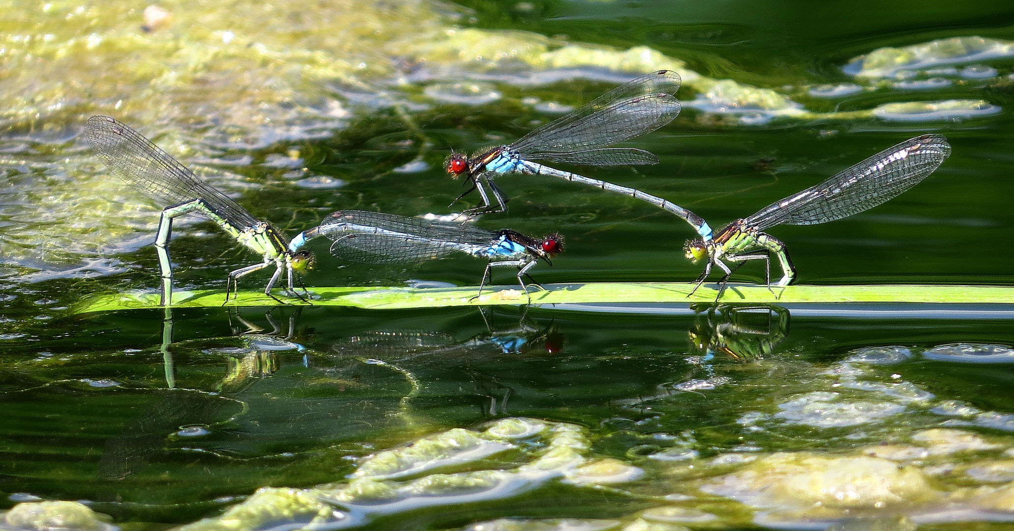 Eiablage des Großen Granatauges (Erythromma najas)