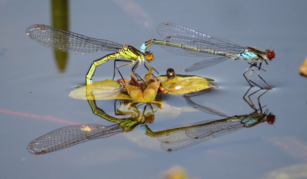 Eiablage des Großen Granatauges (Erythromma najas)