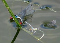 Eiablage Großes Granatauge (Erythromma najas)