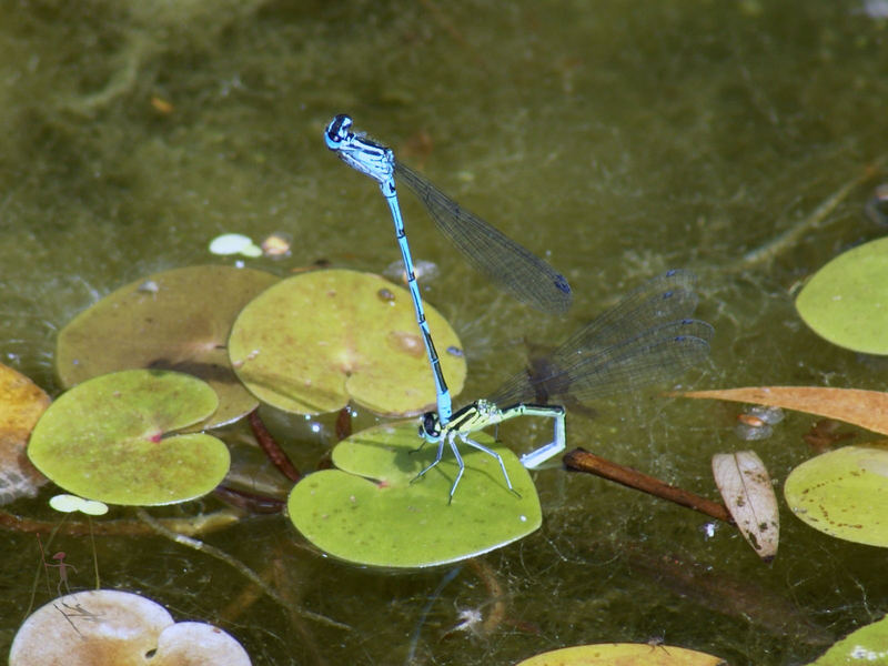 Eiablage I [Federjungfer (Platycnemis pennipes)]