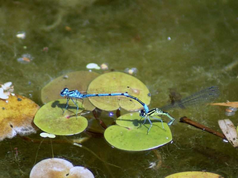 Eiablage II [Federjungfer (Platycnemis pennipes)]