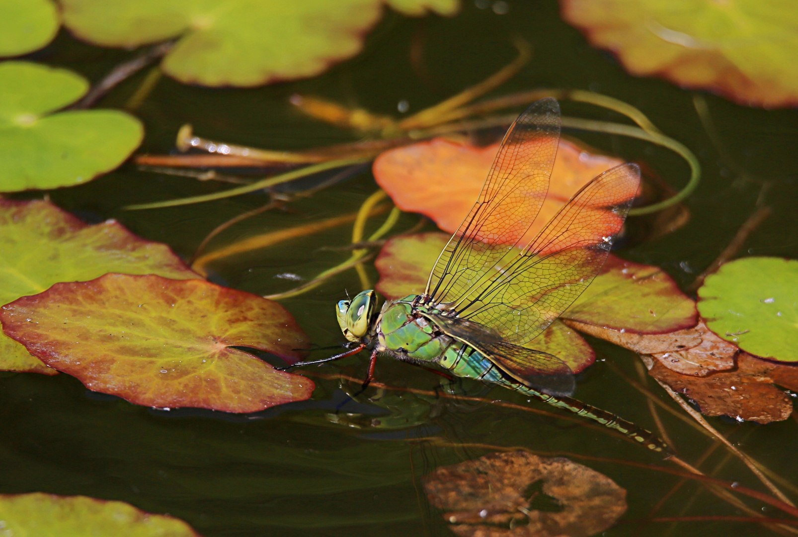 Eiablage im Gartenteich  (2) ...