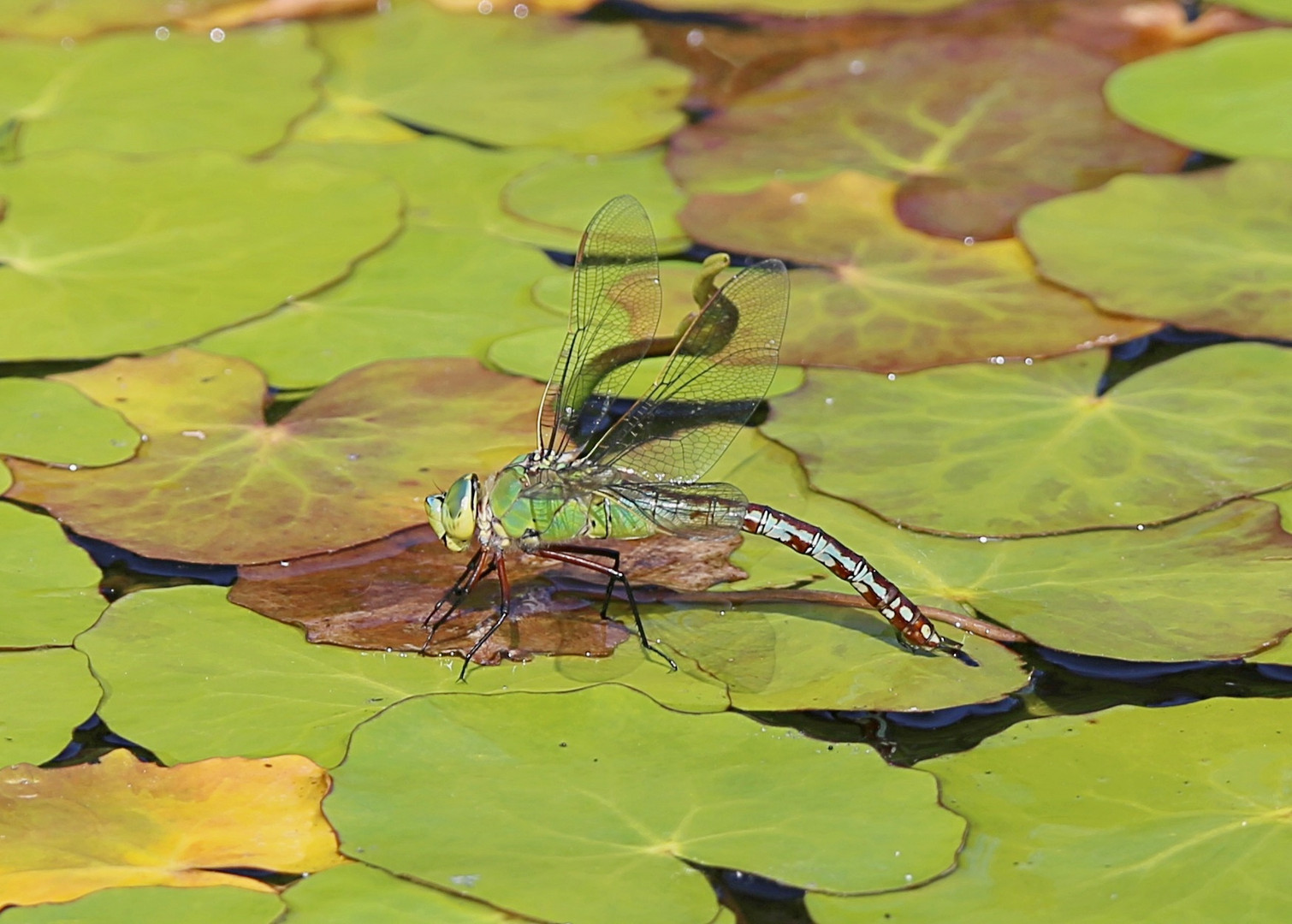 Eiablage im Gartenteich ...