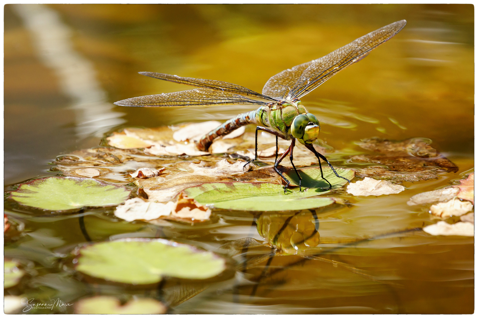 Eiablage im Teich