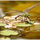 Eiablage im Teich