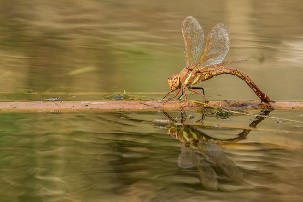 Eiablage mit Spanner