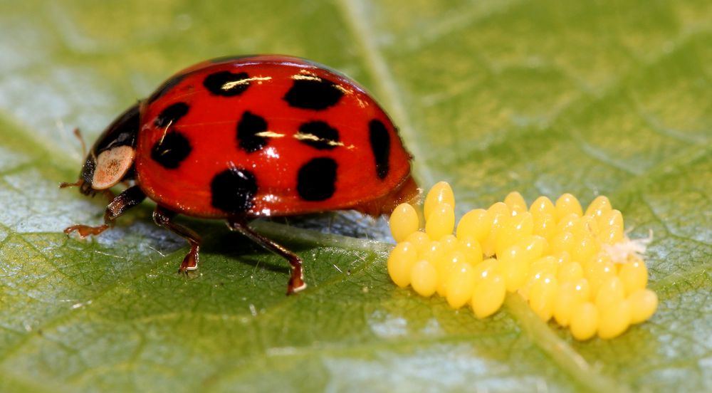 Eiablage1_Harmonia axyridis Asiatischer Marienkäfer