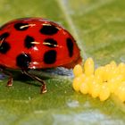 Eiablage1_Harmonia axyridis Asiatischer Marienkäfer