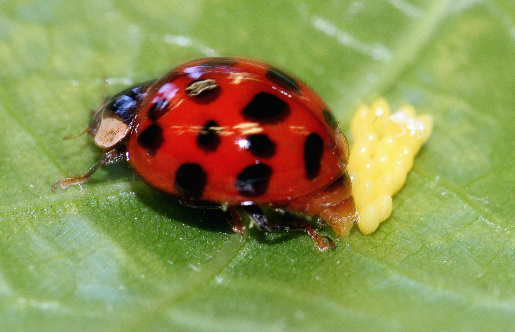 Eiablage2_Harmonia axyridis Asiatischer Marienkäfer