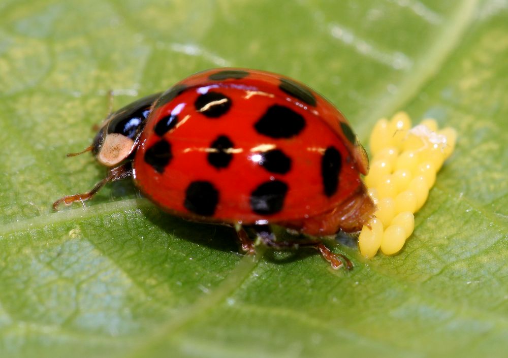 Eiablage3_Harmonia axyridis, Asiatischer Marienkäfer,beachte: Eier "gezielt" aufgestellt