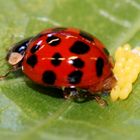 Eiablage3_Harmonia axyridis, Asiatischer Marienkäfer,beachte: Eier "gezielt" aufgestellt