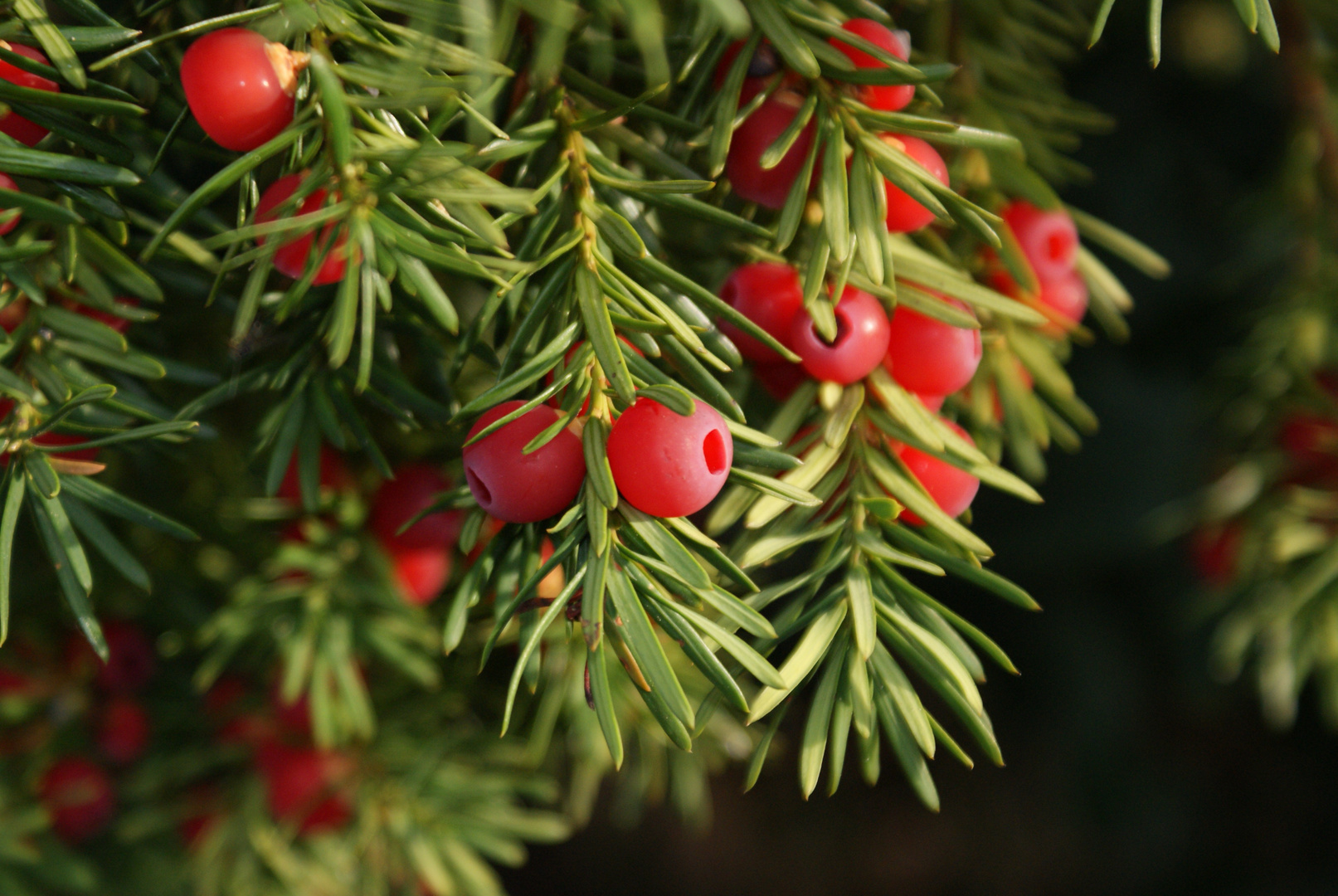 Eibe Foto & Bild pflanzen, pilze & flechten, früchte und beeren