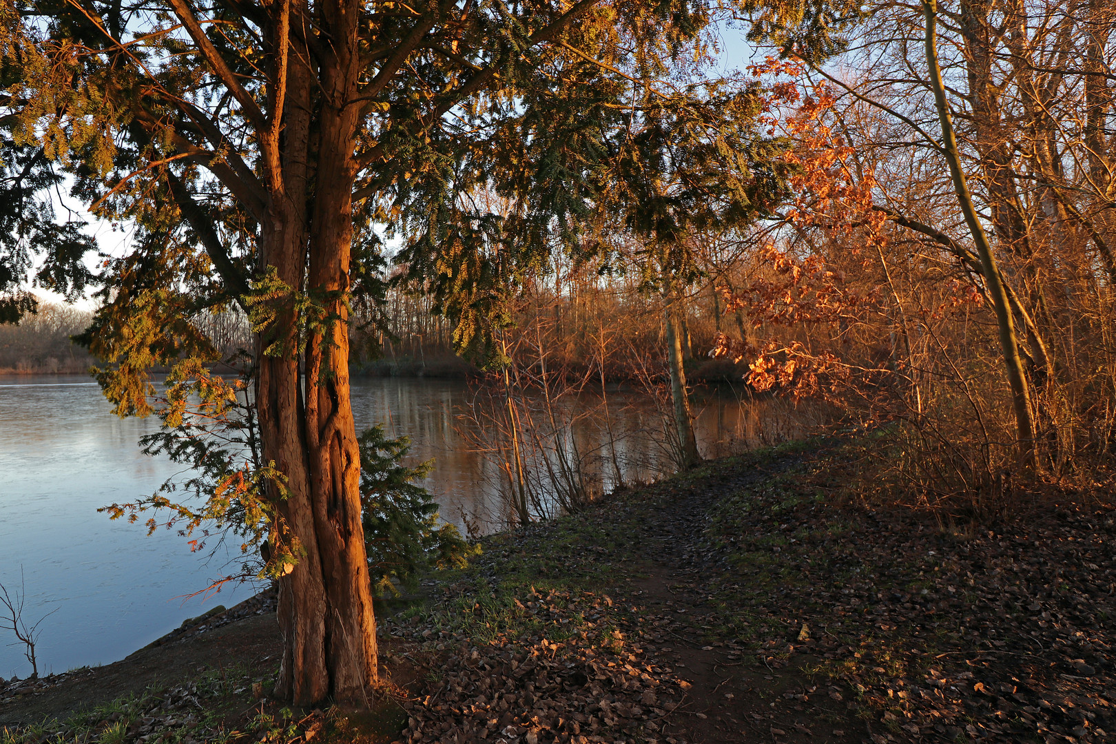 Eibe am Teichufer