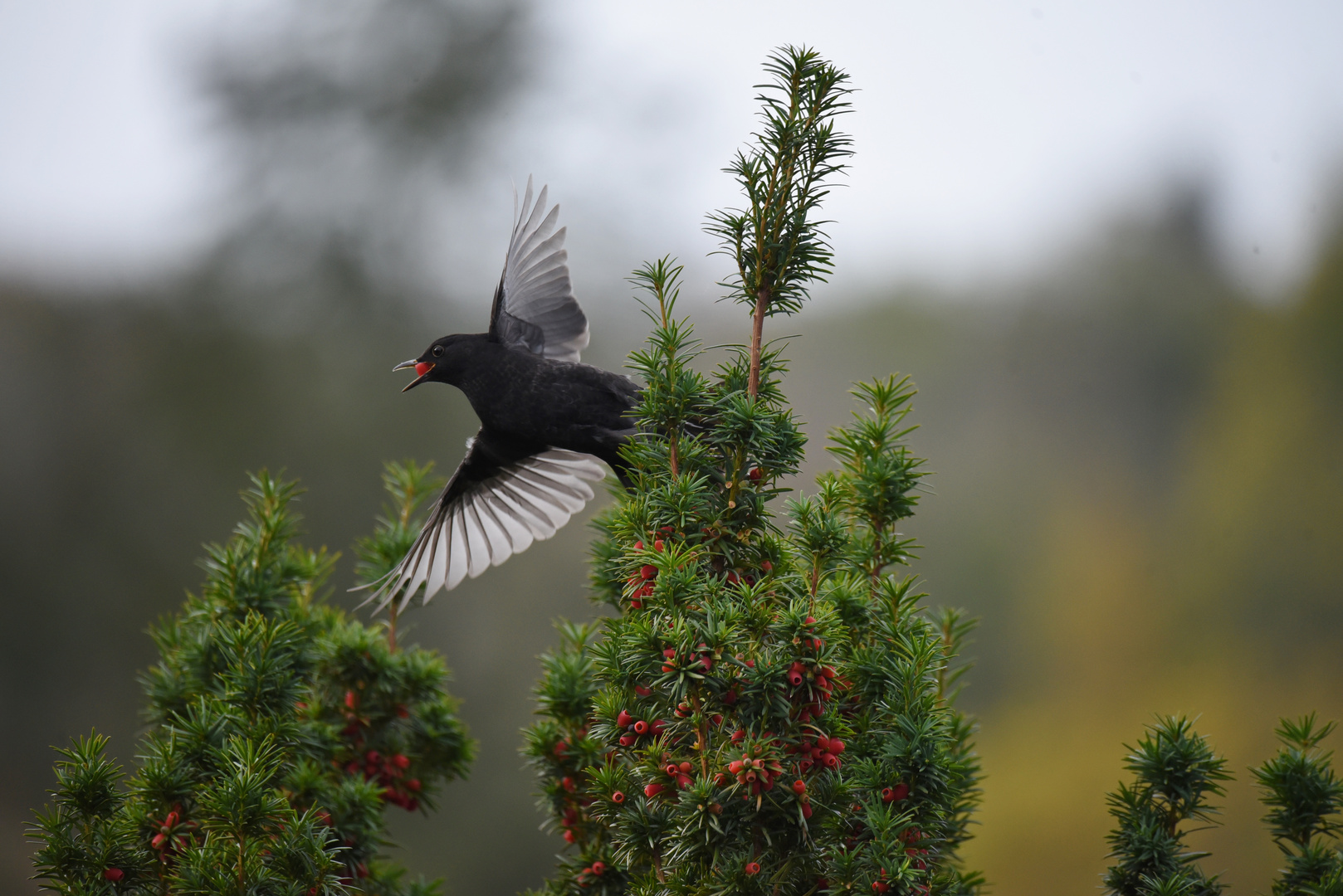 Eibe & Amsel 