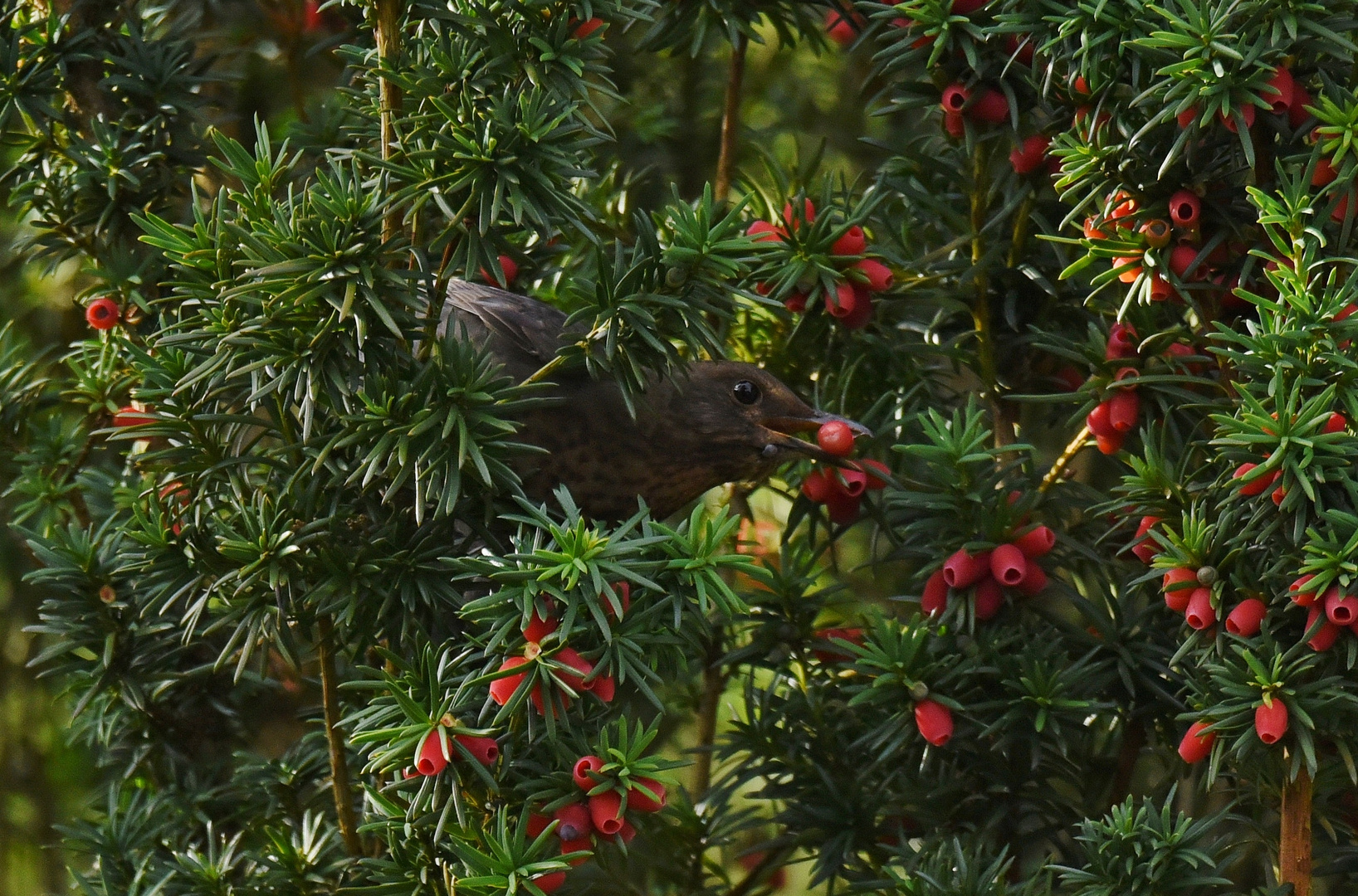 Eibe & Amsel_02