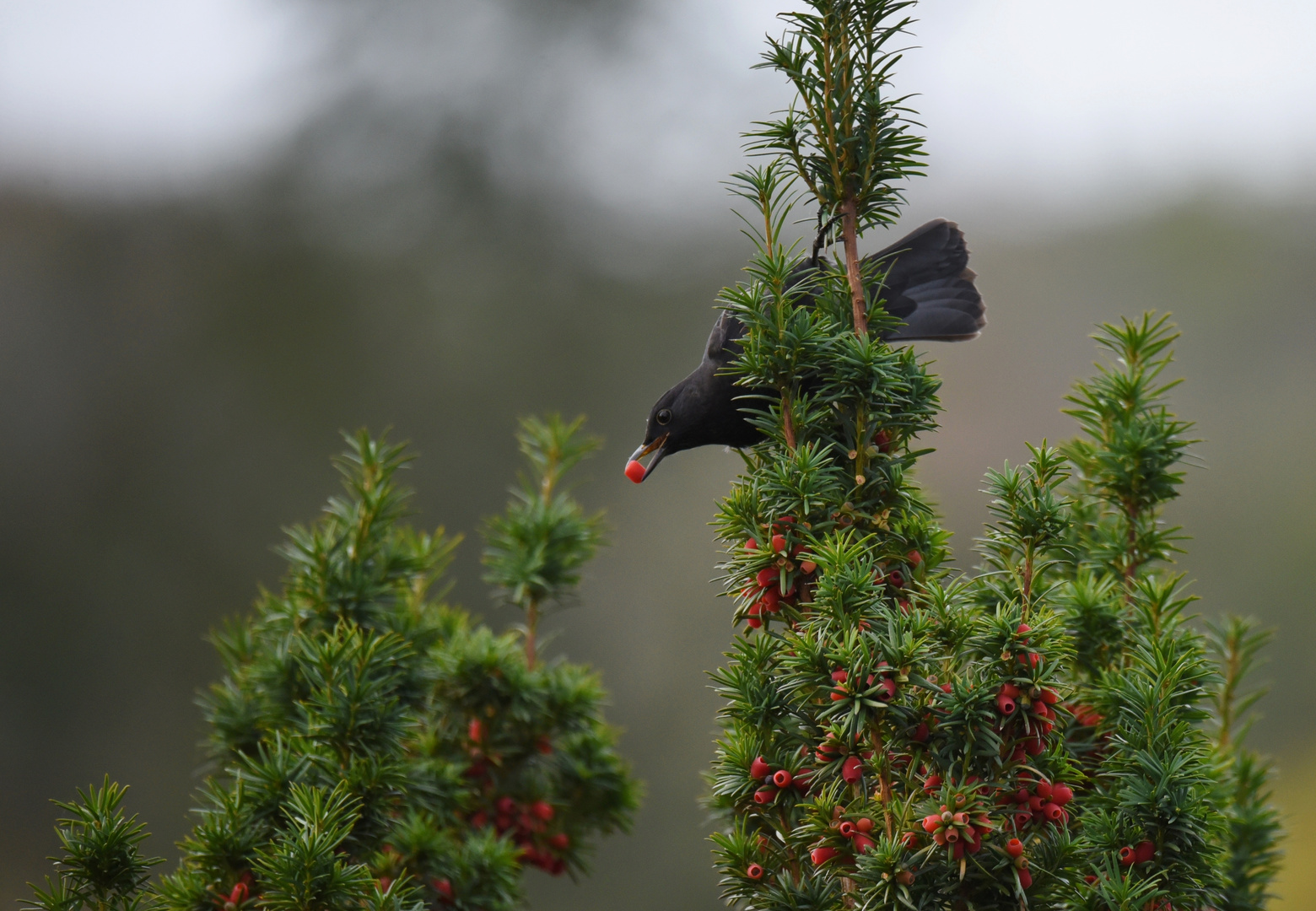 Eibe & Amsel_04