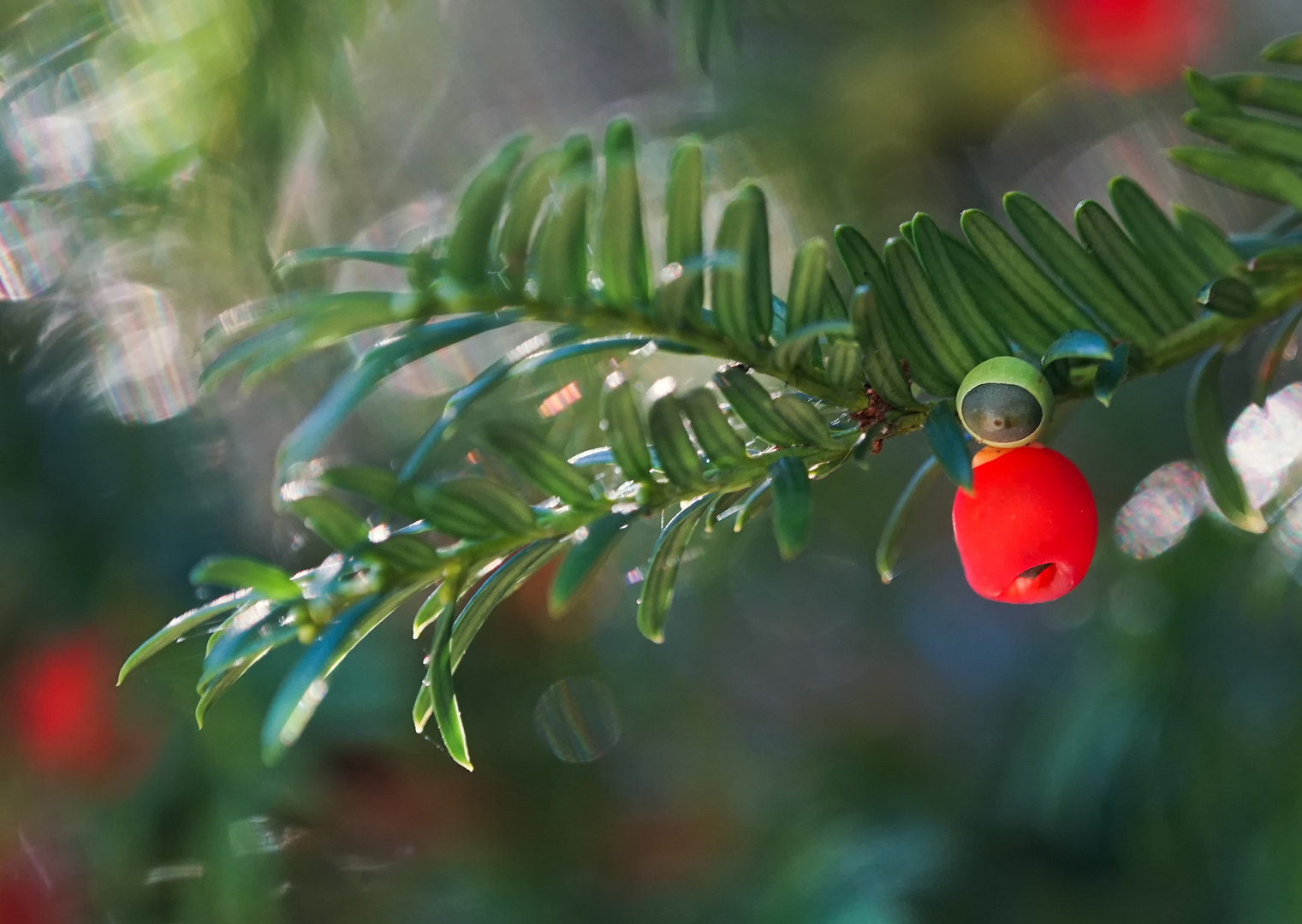 Eibe zum 1. Advent