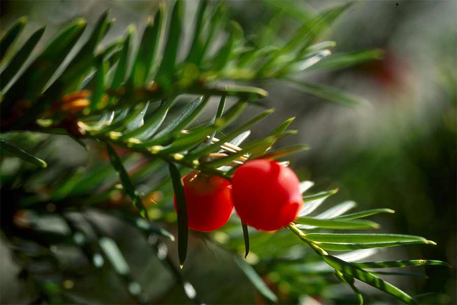 Eiben-Beeren, Friedhof Eythstraße