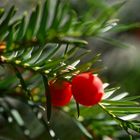 Eiben-Beeren, Friedhof Eythstraße