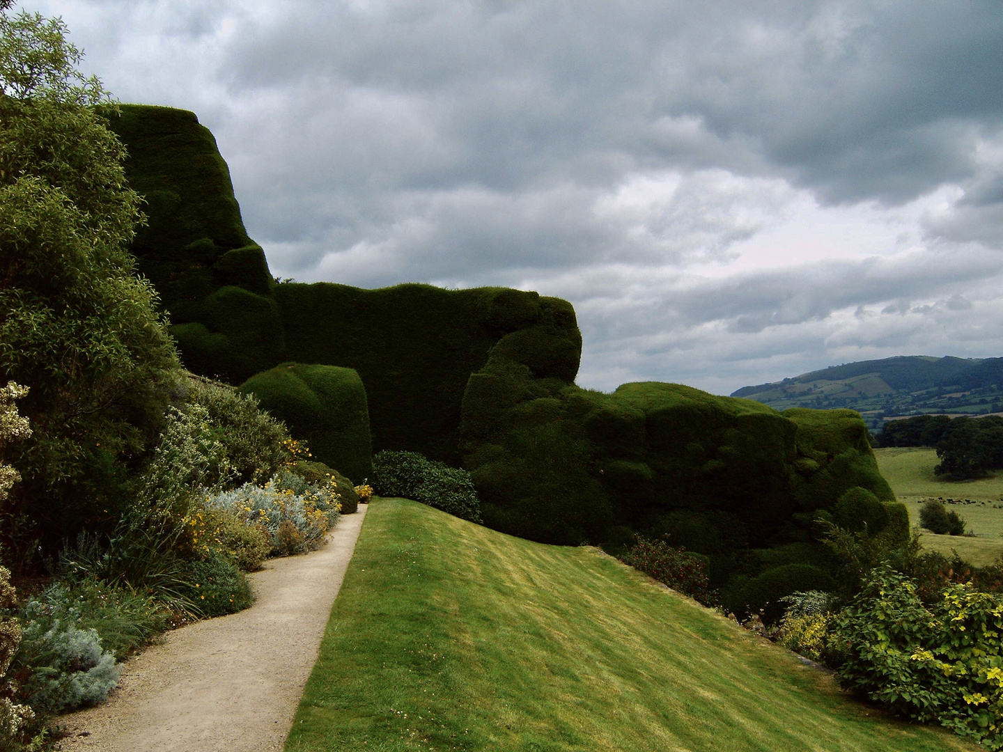 EIBEN-Hecke in Powis-Castle GB - bitte vergrössern !