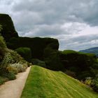 EIBEN-Hecke in Powis-Castle GB - bitte vergrössern !