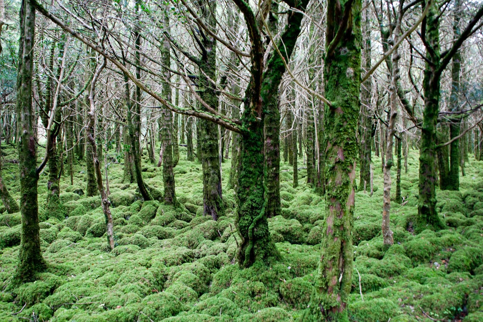 Eiben Wald