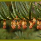 Eibenblüten (Taxus baccata) sehen auch ganz interessant aus