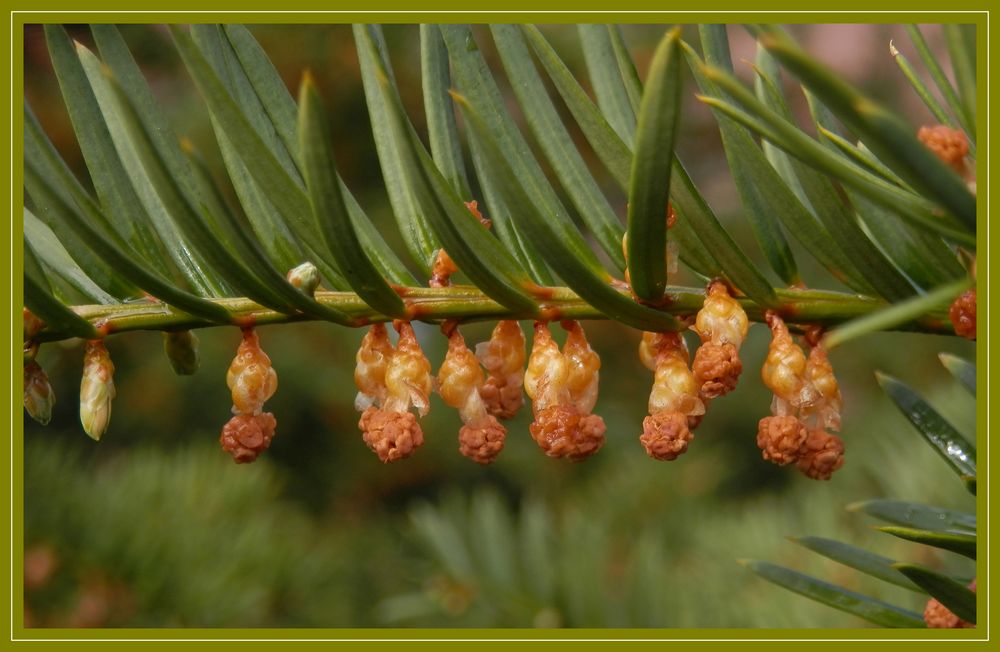 Eibenblüten (Taxus baccata) sehen auch ganz interessant aus