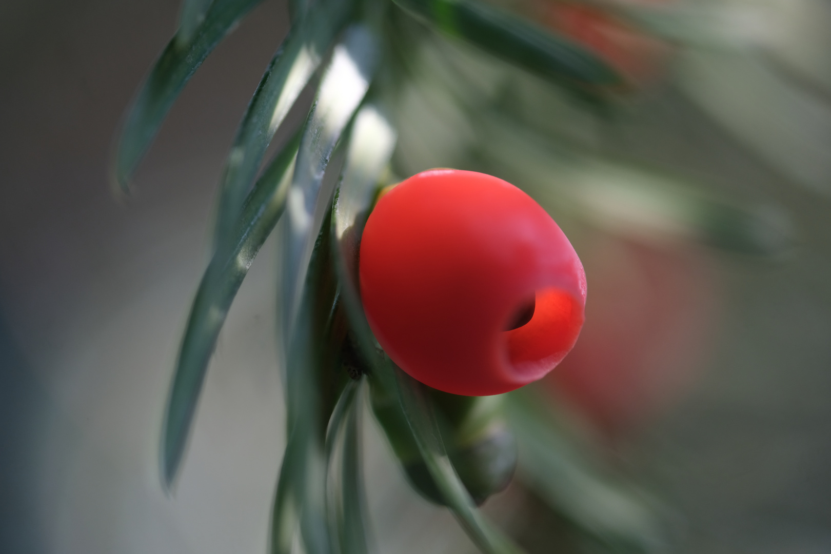 Eibenfrucht (Taxus baccata)