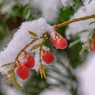 Eibenfrüchte eisgekühlt