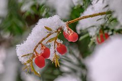 Eibenfrüchte eisgekühlt