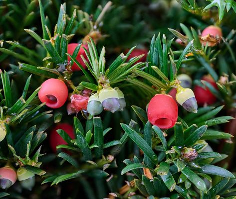 Eibenfrüchte - süß und giftig