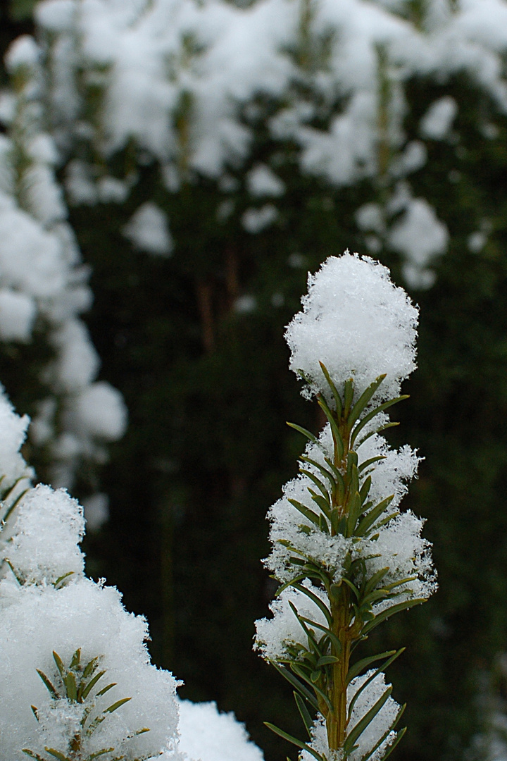 Eibenhäubchen aus Neuschnee