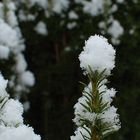 Eibenhäubchen aus Neuschnee