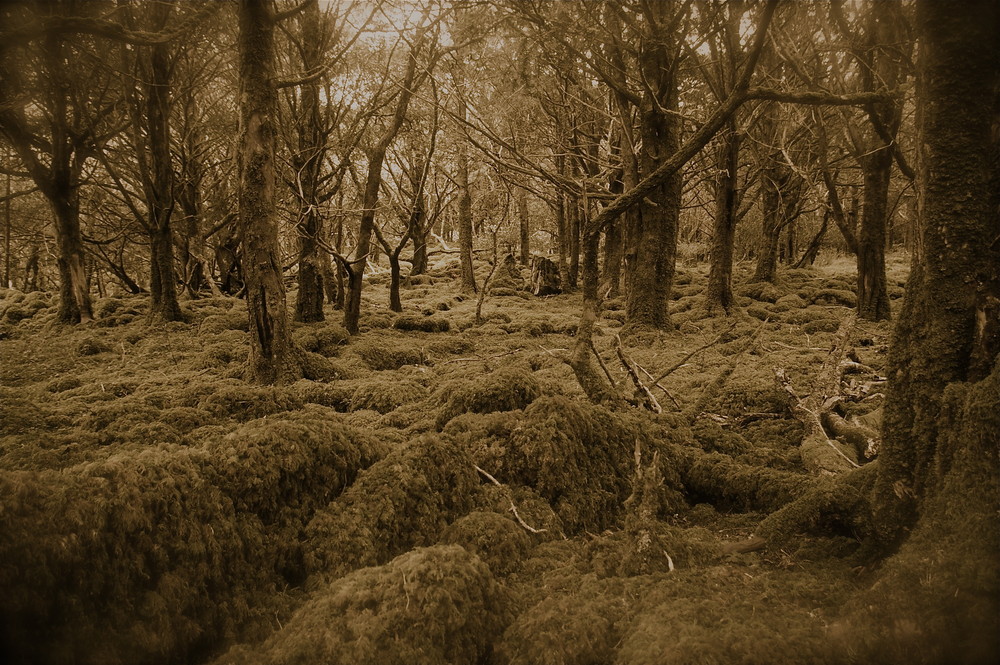 Eibenwald am Muckross Lake