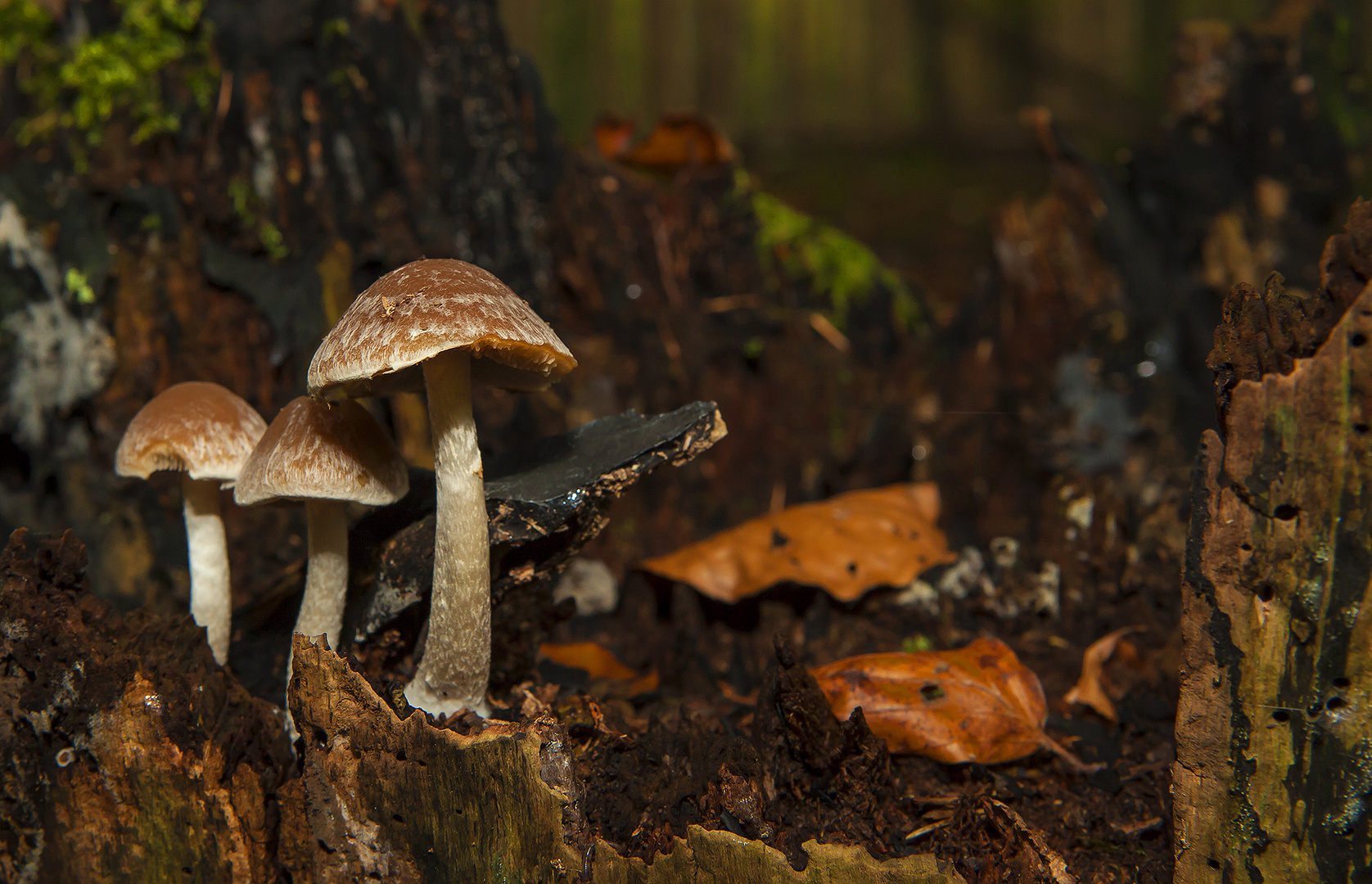 Eibenwald bei Wessobrunn