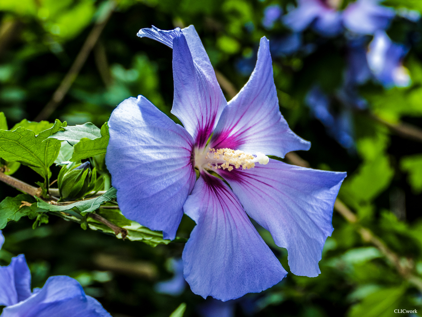 Eibisch-Blüte