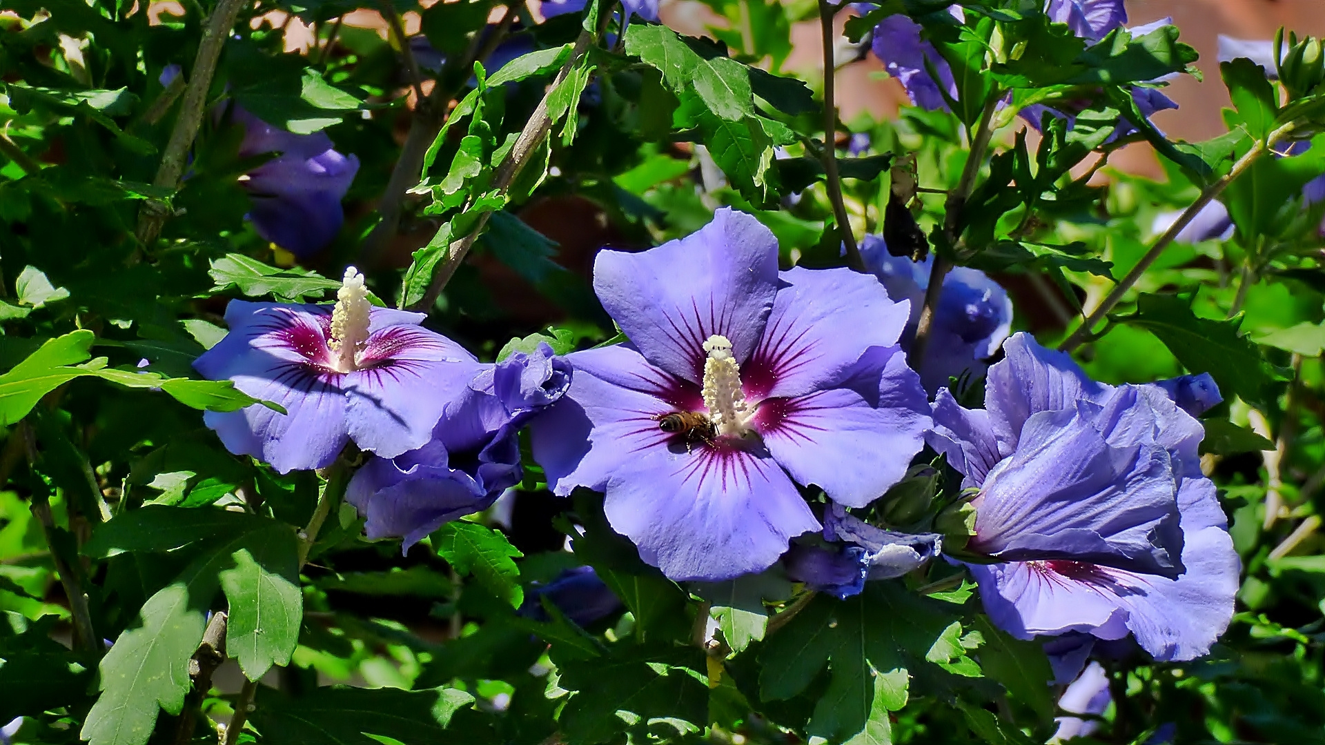 Eibisch-Blüten . . .