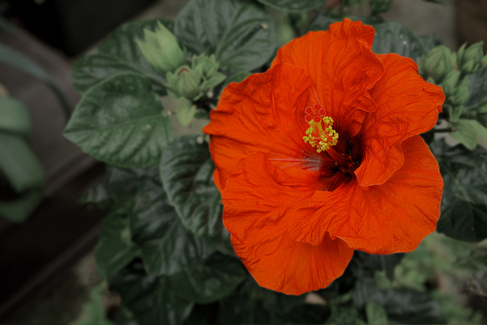 Eibisch (Hibiscus) 