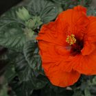 Eibisch (Hibiscus) 