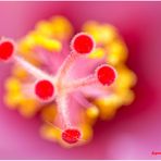 eibisch (hibiskus) .....