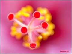 eibisch (hibiskus) .....