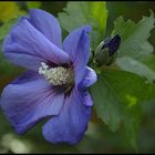 Eibisch (Hibiskus)