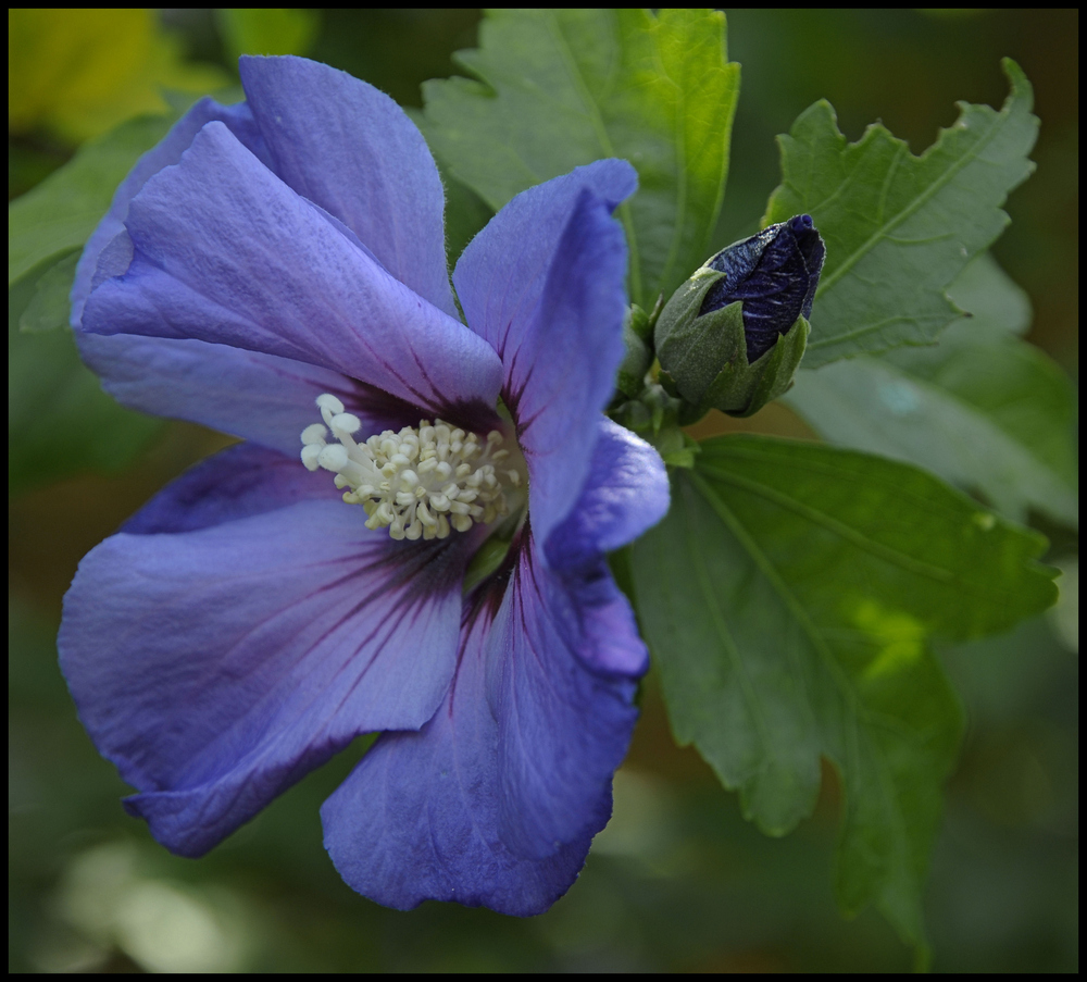 Eibisch (Hibiskus)